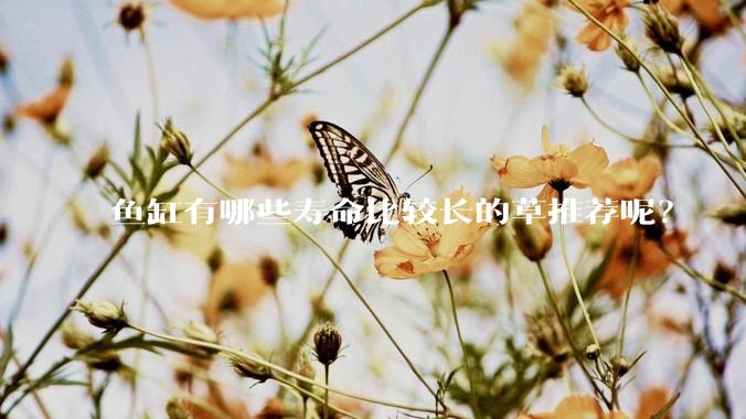 鱼缸有哪些寿命比较长的草推荐呢？